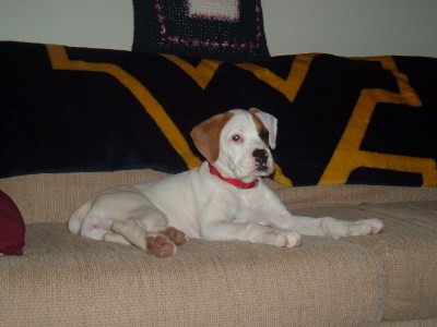 RE: What Breed Is My Dog?