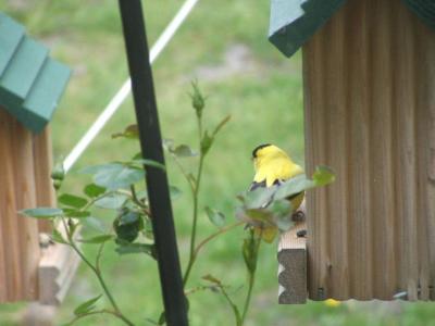 RE: Yellow Finch 