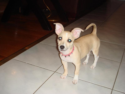 RE: Miniature Pincher / Chihuahua Mix