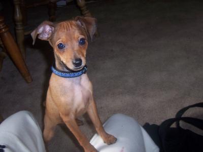 RE: Miniature Pincher / Chihuahua Mix