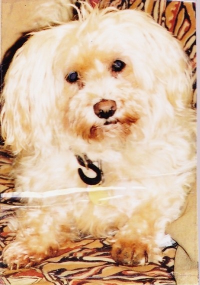 RE: In Memory of Hershey (Yorkie)