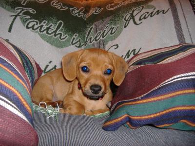 RE: Dachshund/Pomeranian Mix Photos