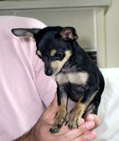 RE: Miniature Pincher / Chihuahua Mix