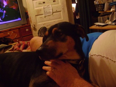 RE: Ozzie (Catahoula Leopard Mix)