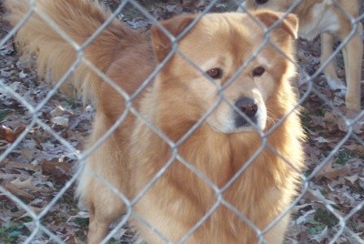 RE: Golden Retriever Chow Mix Puppy