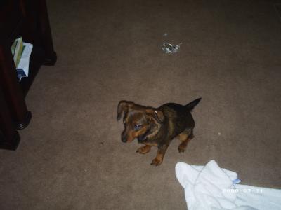 RE: Dachshund/Pomeranian Mix Photos