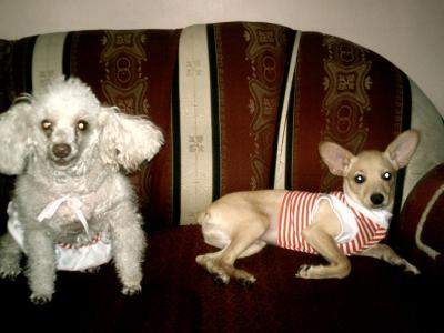 RE: Miniature Pincher / Chihuahua Mix