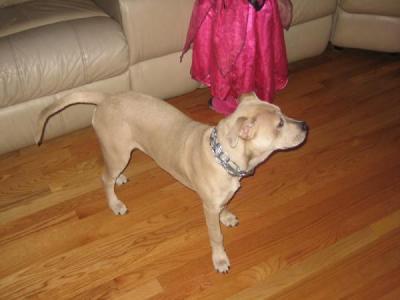 RE: What Breed Is My Dog? (Pit Bull Mix)