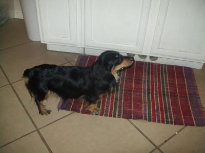 RE: Dachshund/Pomeranian Mix Photos