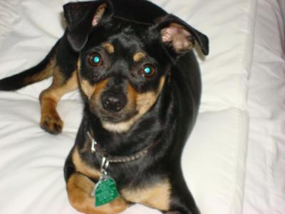 RE: Miniature Pincher / Chihuahua Mix
