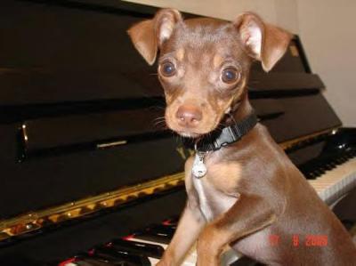 RE: Miniature Pincher / Chihuahua Mix