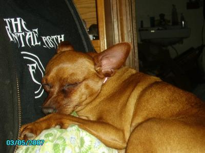 RE: Miniature Pincher / Chihuahua Mix