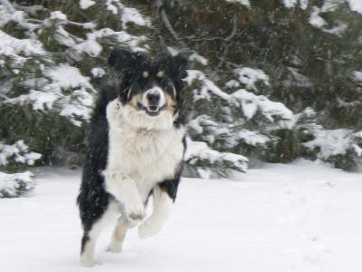 RE: Gordi (Bernese Mountain Dog/Great Pyrenees)
