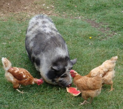 RE: Save Food Scraps for Chickens