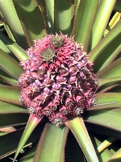 Garden: Ananas Ornamental