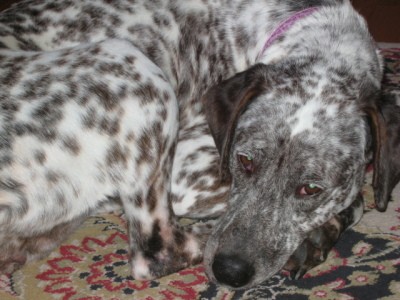 RE: Angel (German Short-haired Pointer/Dalmatian)