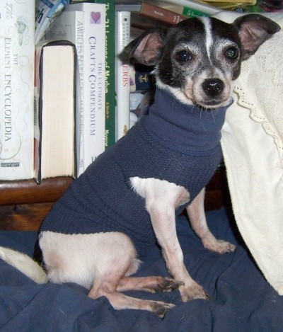 RE: Chi-Chi (Maltese/Poodle mix)