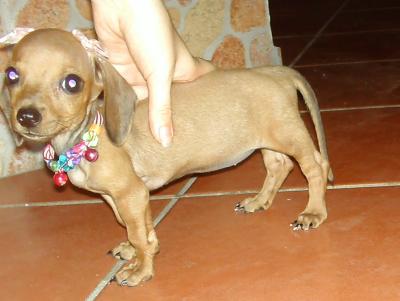 RE: Sasha (Mini Dachshund)