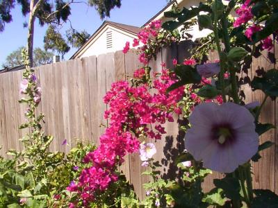 RE: Bougainvillea Damaged By Cold
