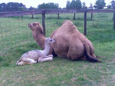 RE: Remedy for Flies and Gnats on Horses