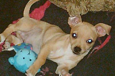 RE: Is My Dog A Chihuahua/Dachshund Mix