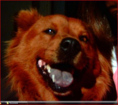 RE: Golden Retriever Chow Mix Puppy