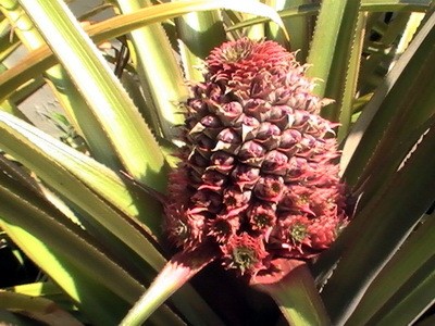 RE: Garden: King Pineapple