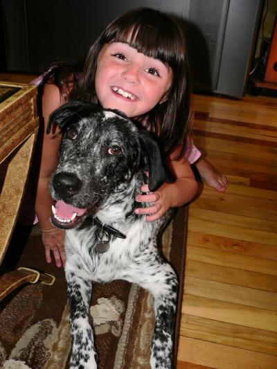 RE: Angel (German Short-haired Pointer/Dalmatian)