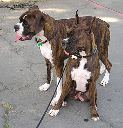 RE: Ear Cropping and Tail Docking