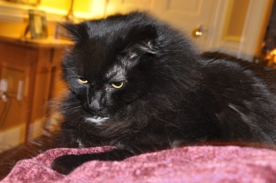 RE: What Else Can I Do to Improve the Quality of Life for My Ill Cat?