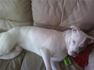 RE: What Breed is My Dog?