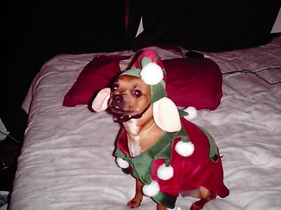 RE: Miniature Pincher / Chihuahua Mix