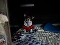 RE: Natural Remedies for Dog's Dermatitis