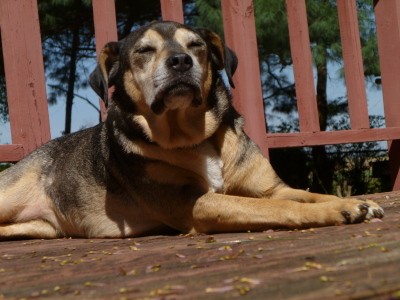 RE: Remedies for Dog's Itchy Skin
