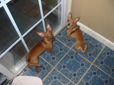 RE: Miniature Pincher / Chihuahua Mix