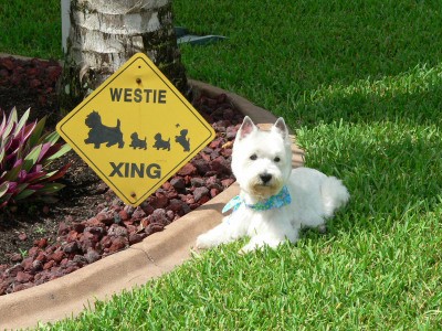 RE: Breed Information: West Highland White Terrier