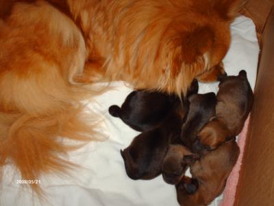RE: Dachshund/Pomeranian Mix Photos