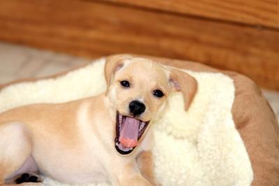 RE: Miniature Pincher / Chihuahua Mix