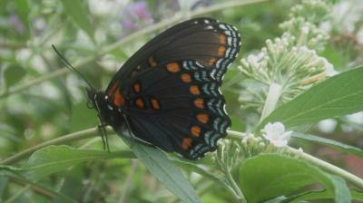 RE: Eastern Tiger Swallowtail Butterfly