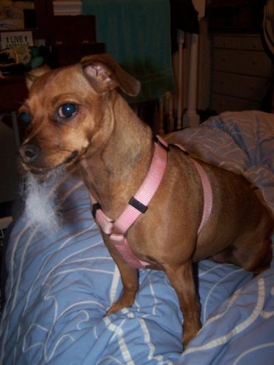 RE: Miniature Pincher / Chihuahua Mix