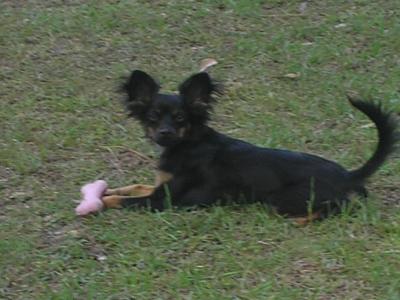 RE: Miniature Pincher / Chihuahua Mix