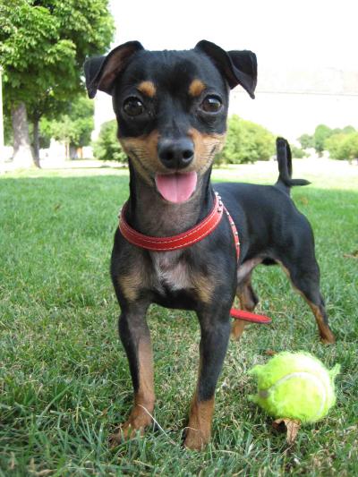 RE: Miniature Pincher / Chihuahua Mix