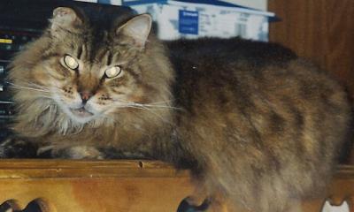 RE: Cat Won't Use Litter Box