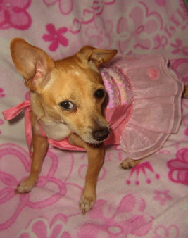 RE: Miniature Pincher / Chihuahua Mix