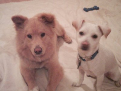 RE: Golden Retriever Chow Mix Puppy