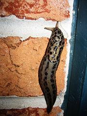 RE: Slugs Inside My House