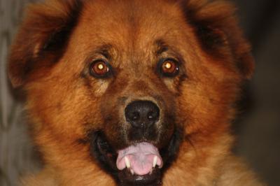 RE: Golden Retriever Chow Mix Puppy