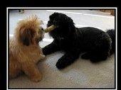 RE: Information About Shih Tzu Dogs