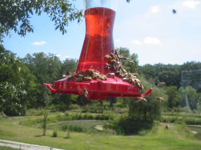 Keeping Bees Out of the Hummingbird Feeder   ThriftyFun