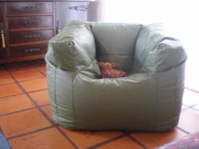 RE: Miniature Pincher / Chihuahua Mix